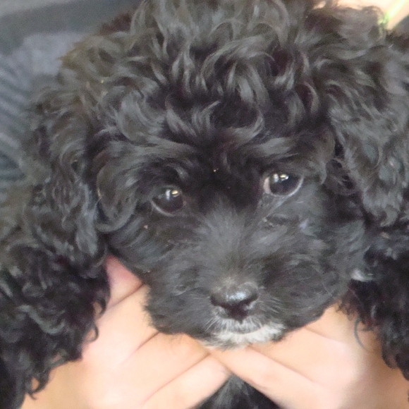 Meet your Posher, Viva - Picture 7 of 8